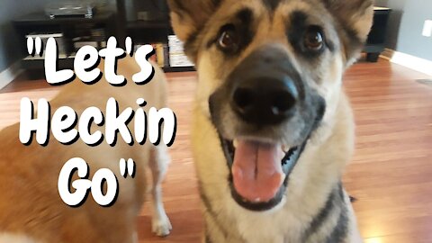 Impatient Gerberian Shepsky throws tantrum before walk