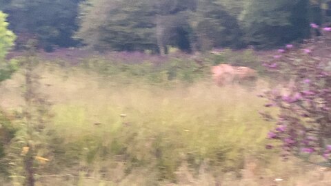 Great Smoky Mountain Elk.