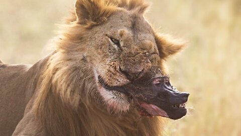 Baboons Dying In a Lion Jaw