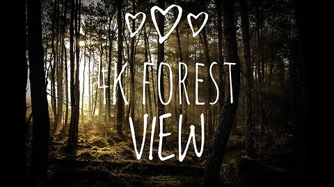 4K Forest - Cinematic Forest - 4K Nature Videv Ultra HD