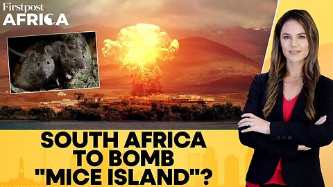 South Africa Mulls Plan to Bomb Marion Island as Mice Eat Albatrosses Alive | Firstpost Africa