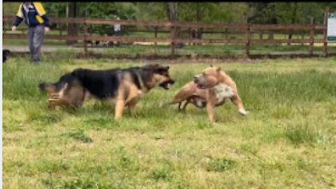 German Shepherd VS Pitbull (Trainnig No Harm)