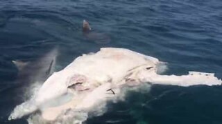 Eight tiger sharks feast on whale carcass