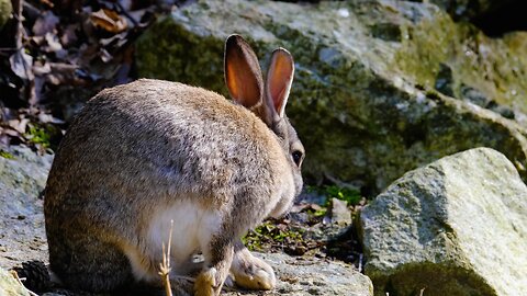 "European Rabbit: Nature's Burrow Builder"