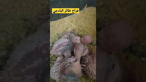 فراخ طائر البادجي هوكو رينبو كيوت روعة مرحبا