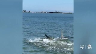 Martin County man captures up-close video of 14-foot great hammerhead shark while on paddleboard