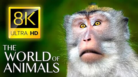 The World Of Animals 4K - Scenic Wildlife Film With Calming Music