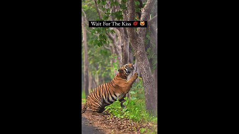 Caught in a tender moment – a Terai tiger sharing a silent kiss with nature 🐅