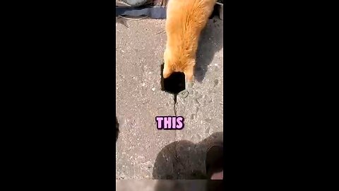 Orange Cat OBSESSED with Tiny Road Hole! #Orangecat #cutecat #pet #petlovers