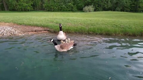 Drone vs. goose