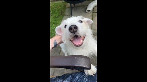 Happy Dog [Funny Jack Russell]