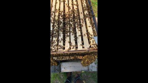 Crazy comb correction & hive leveling