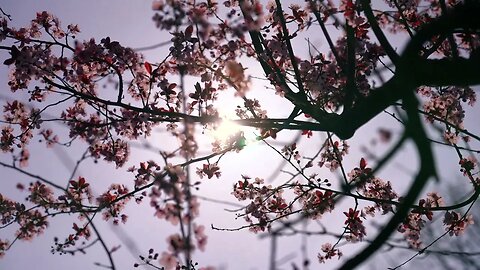 VÍDEO SEM DIREITOS AUTORAIS: lores Flor De Cereja Pétalas Bloom Brilho Do Sol