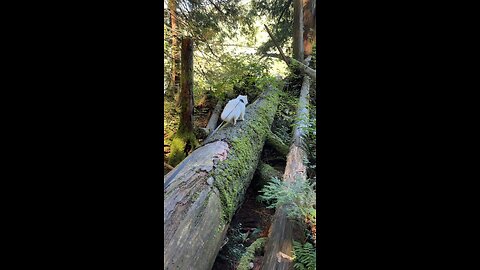 Adventure Cat Checking Out a Tree