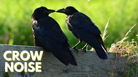 Crow Noises For Dogs And Cats | Crow Sounds Very Loud Video By Kingdom Of Awais