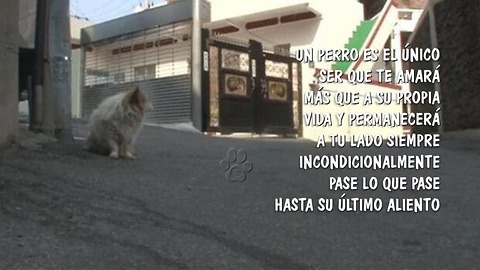 Perrito pasó más de tres años sentado esperando que vuelva su amada dueña