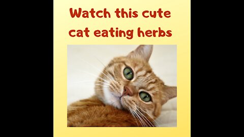 Watch this cite cat eating herbs