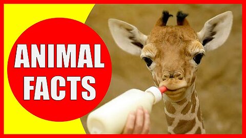 Creepy animal facts