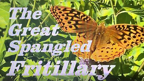 The Great Spangled Fritillary Butterfly