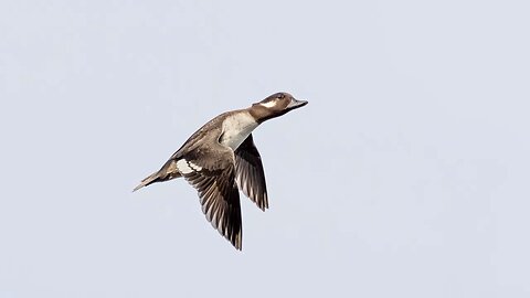 Female Bufflehead in Flight, Sony A1/Sony Alpha1, 4k