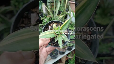 sansevieria #shorts