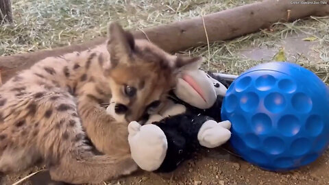 Rescued Mountain Lion Battles It Out With His Favorite Stuffed Animal