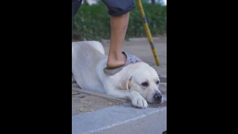 Dog saved blind man