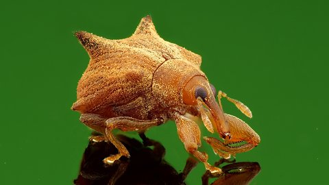 Tiny Weevil from Ecuador