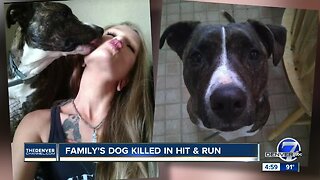 Denver police looking for hit-and-run driver who struck and killed dog