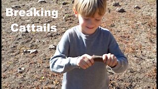 Joseph breaking cattails.