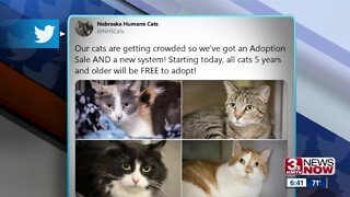 Humane Society giving away cats