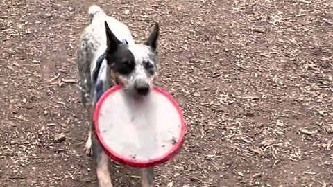 Australian cow dog plays frisbee #cow #beef #cowdog #cattle #heeler #blueheeler #australiancattledog