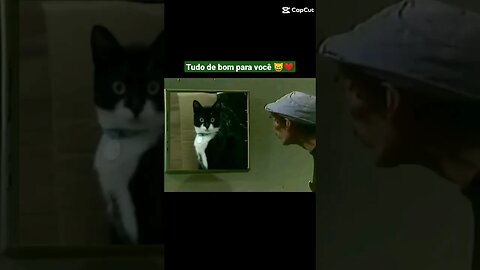 Gato Bartolomeu Tunico com Seu Madruga 😸😸