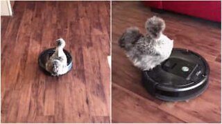 High speed roomba chicken!