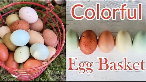 Chickens That Will Bring a Colorful Egg Basket