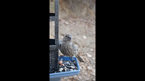 House Finch🐦Gazebo Seed Feast