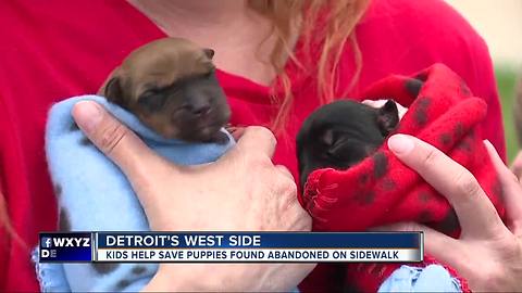 3 newborn puppies abandoned, rescued from Detroit sidewalk