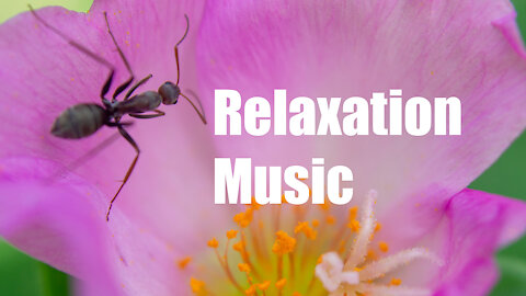 Relaxation music for brain power