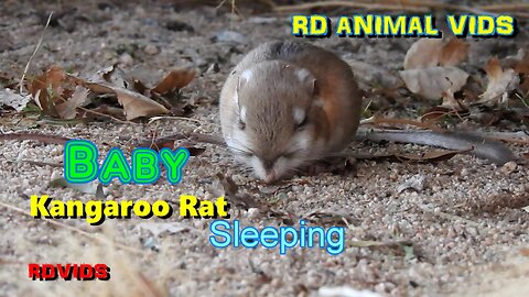 Baby Kangaroo Rat "Cute And Cuddly!" Sleeping In Wonderful Bliss.....