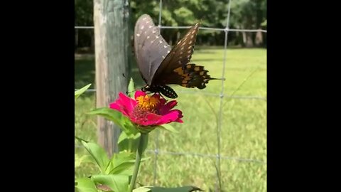 Butterflies in the Garden