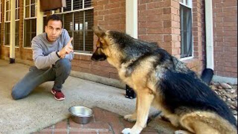 How I Trained My Dog In Hindi | Hindi Vlog | Indian Vlogger In USA | GSD | Dog | This Indian