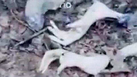 Is this white corpse an animal or an alien? [Space]