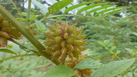 Alcaçuz ( Glycyrrhiza glabra ) serve para problemas respiratórios e dor de garganta