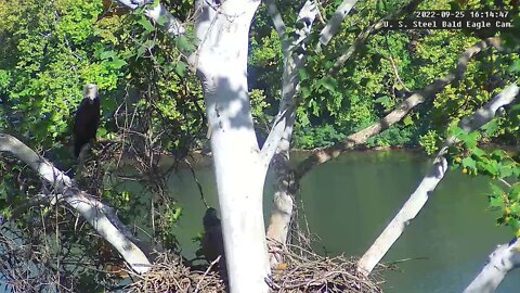 USS Eagles - Juvenile eagle visitis the nest with Dad