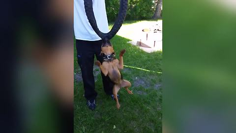 A Dog Bites On A Bicycle Tire And Spins Around In Circles