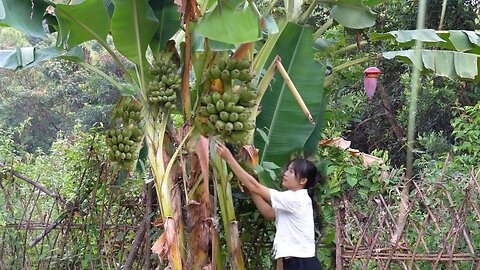 Harvesting bananas in the garden Growing potatoes, taking care of livestock