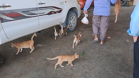 feeding Cats | Amazing Video