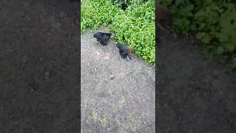 A couple of Bantam pullets. Forests babies