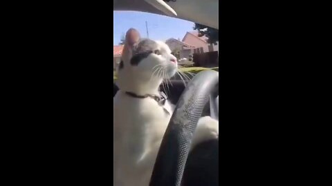 "Cat Gets a Driver’s License? Watch the Hilarious Ride!"