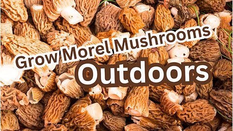 Grow Your Own Morel Mushrooms Outdoors: Easy Step-by-Step Guide